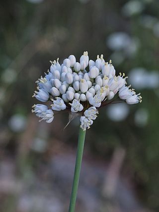 <i>Allium carmeli</i> Species of plant in the family Amaryllidaceae