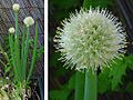 Allium cepa (inflorescência de cebola).