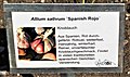 Allium sativum Spanish Rojo.jpg