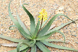 <i>Aloe citrea</i> Species of succulent