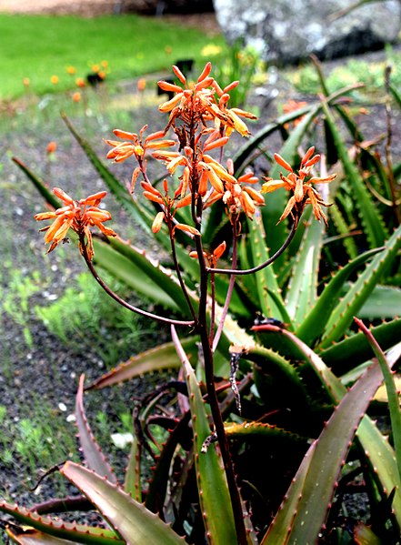 File:Aloe perryi in Auckland Botanic Gardens.jpg