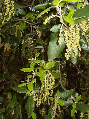 Quercus Ilex: Morfologia, Sottospecie, Distribuzione e habitat