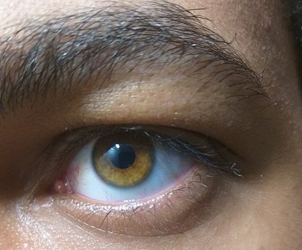 Adult male with amber-colored eyes: This color is extremely rare and occurs when  an unusually stronger presence of the yellow pigment (lipochrome) exists in the iris, with a rather small amount of pigment (melanin). This gives the eye an orange copper/gold hue.