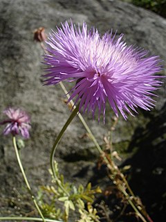 <i>Amberboa</i> Genus of flowering plants