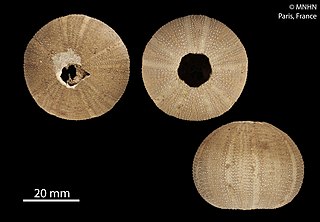 <i>Amblypneustes pallidus</i> Species of sea urchin