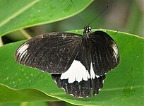 Papilio ambrax mâle