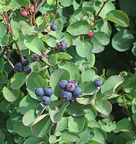 Saskatoon berries