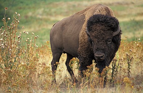 Amerika bizonu (Bison bison) (Üreten: Jack Dykinga, USDA)
