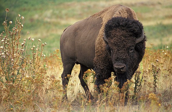 Image: American bison k 5680 1