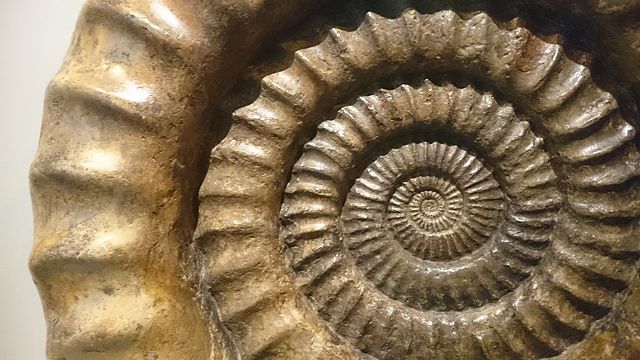 File:Ammonite 1.JPG - Wikimedia Commons.