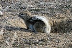 Thumbnail for San Joaquin antelope squirrel