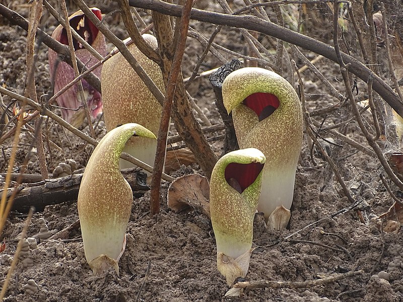 File:Amorphophallus dracontioides selon les stades phénologiques autour du complexe Pendjari. 01.jpg