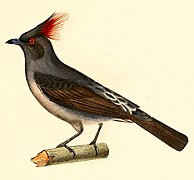 Ampelion rubrocristatus (Red-crested Cotinga), drawing