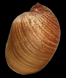 abapertural view of the shell of Amphibulima patula dominicensis Amphibulima patula dominicensis shell 2.png