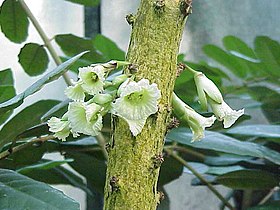 Amphitecna macrophylla