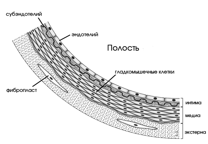 Срез сосуда. Строение эндотелия сосудов. Строение эндотелиальной клетки. Клетка эндотелия строение. Эндотелий строение.