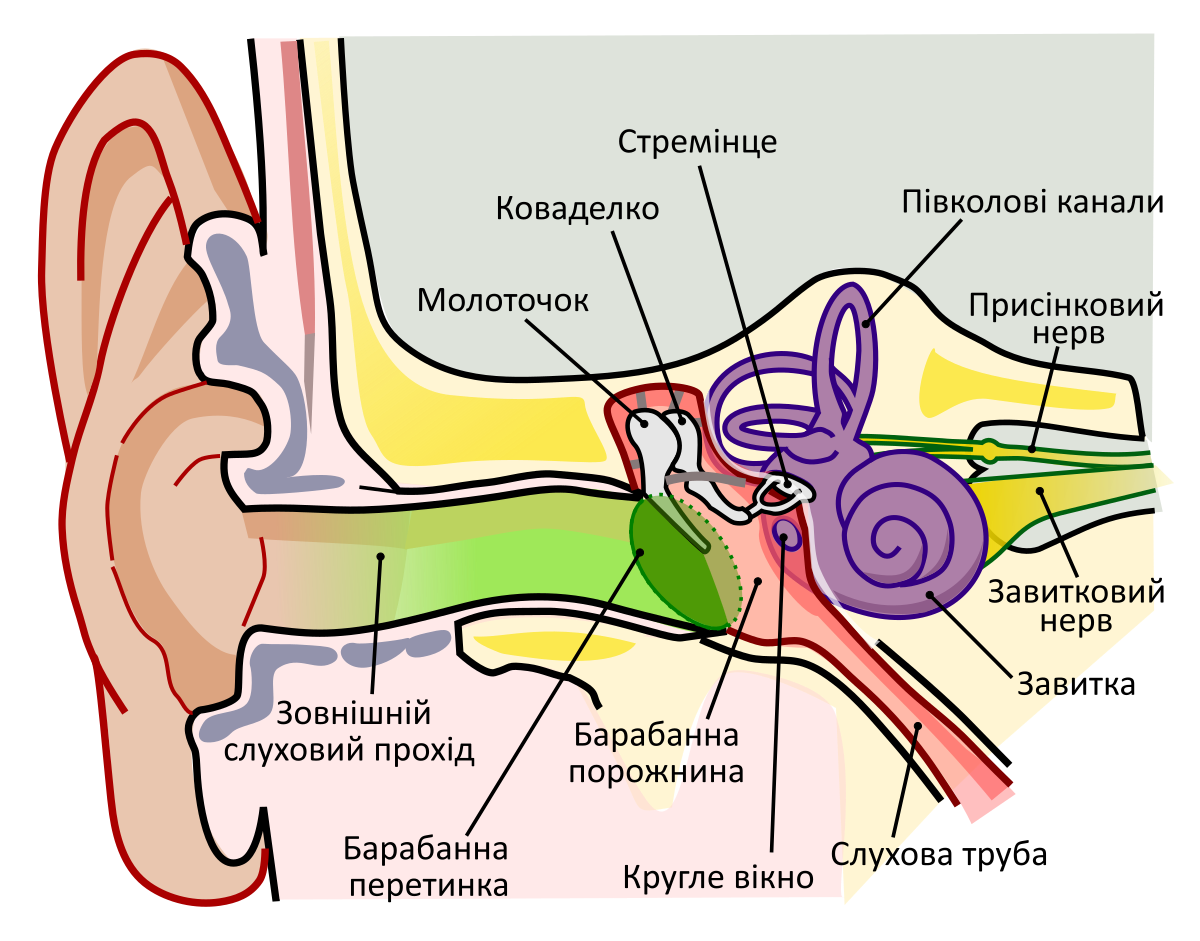 Симптоми наявності пухлини всередині вуха