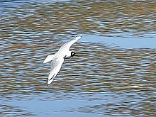 Andean gull, breeds at high-altitude wetlands. Andean Gull 01.jpg