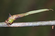 Andricus Aries - سوراخ امروز - 2014-09-03 - Andy Mabbett - 08.JPG