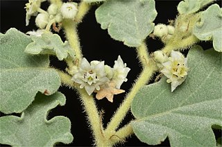 <i>Androcalva leichhardtii</i> Species of shrub