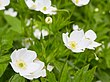 Anemone canadensis-IMG 0633.jpg