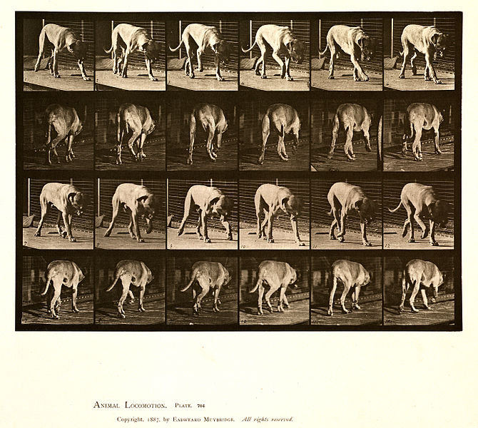 File:Animal locomotion. Plate 704 (Boston Public Library).jpg