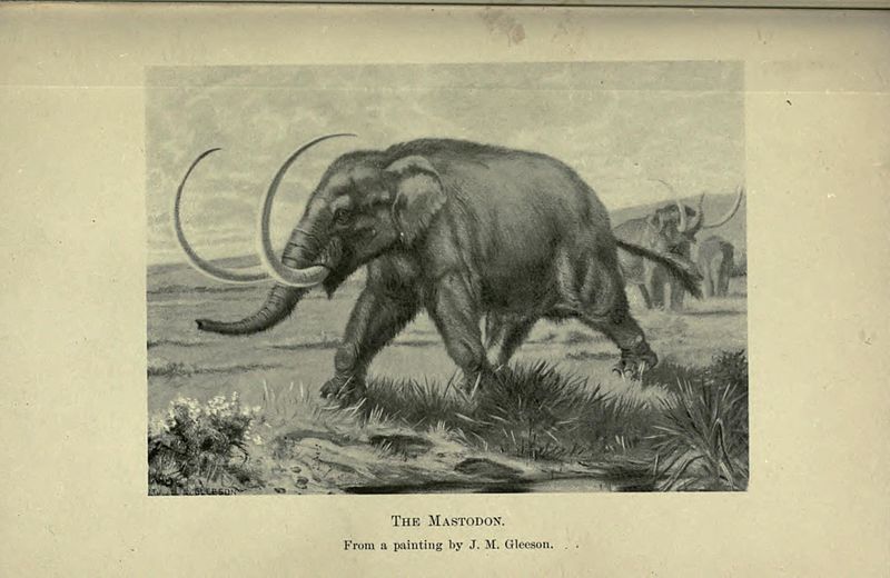 File:Animals before man in North America BHL22971252.jpg