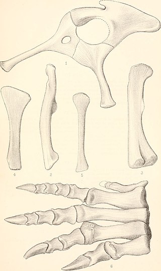 <i>Gryponyx</i> Extinct genus of dinosaur from early Jurassic South Africa