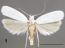 Antaeotricha floridella male.jpg