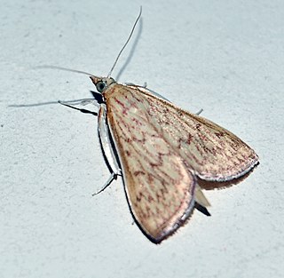 <i>Antigastra catalaunalis</i> Species of moth