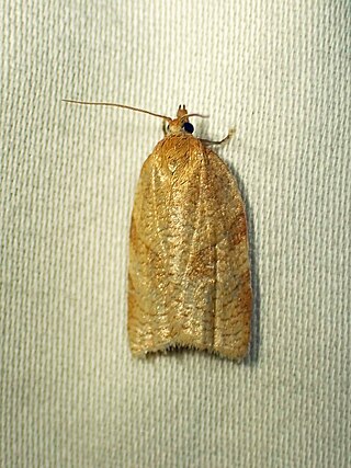 <i>Aphelia alleniana</i> Species of moth