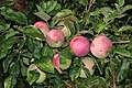 * Nomination Apples on an apple-tree (3) -- George Chernilevsky 03:02, 4 August 2022 (UTC) * Promotion  Support Good quality -- Johann Jaritz 03:59, 4 August 2022 (UTC)