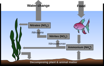 Diagram of the nitrogen cycle in an aquarium.