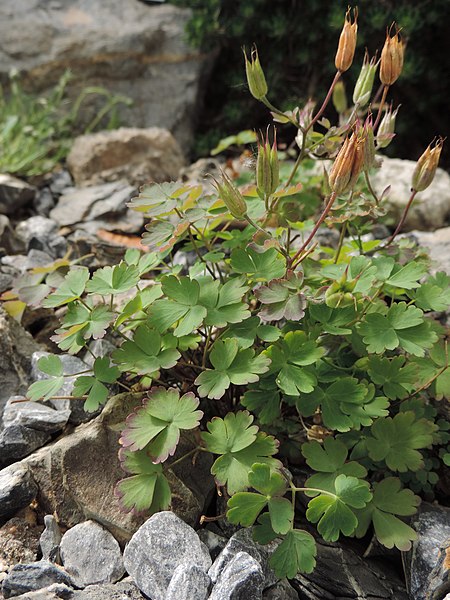 File:Aquilegia laramiensis kz01.jpg