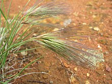 Aristida behriana.jpg