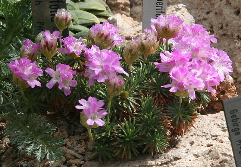 File:Armeria juniperifolia.jpg