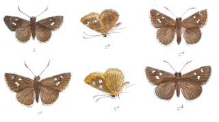 <i>Arnetta atkinsoni</i> Species of butterfly