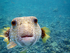 Arothron hispidus (Puffer fish)