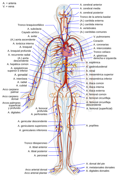 File:Arterial System es.svg