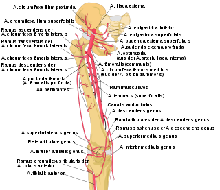 Die Arteria femoralis (Obersch