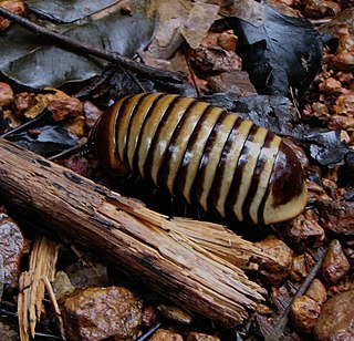 <span class="mw-page-title-main">Arthrosphaeridae</span> Family of millipedes