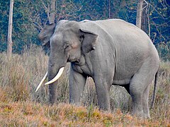 Африканские и индийские слоны 1 класс. Индийский слон. Животные Бангладеша. Индийские слоны.