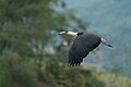 * Nomination Asian woolly-necked stork in flight. By User:Mildeep --Nirmal Dulal 06:40, 13 March 2024 (UTC) * Promotion  Support Good quality. --Poco a poco 06:44, 13 March 2024 (UTC)