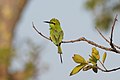 Asian green bee-eater in Nasirpur, Patiala