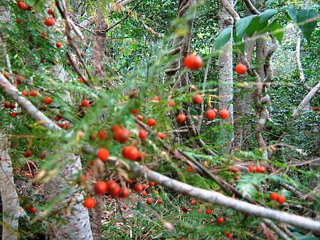 Tập_tin:Asparagus_scandens_berries_-_indigenous_afrotemperate_forest_-_Newlands_Cape_Town.jpg