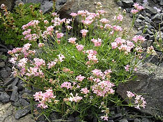 <i>Asperula lilaciflora</i> Species of plant in the family Rubiaceae
