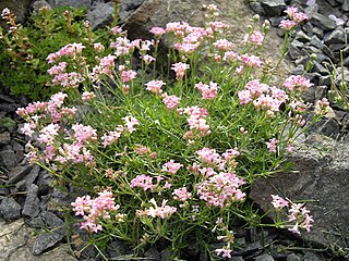 <i>Asperula lilaciflora</i> species of plant in the family Rubiaceae