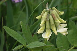 Astragalus frigidus (Kälte-Tragant) IMG 25629.JPG