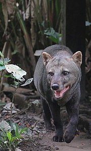 Atelocynus microtis en amazonie péruvienne.jpg