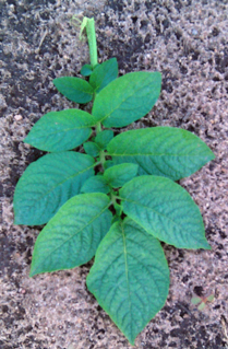 Atlantic potato Potato variety